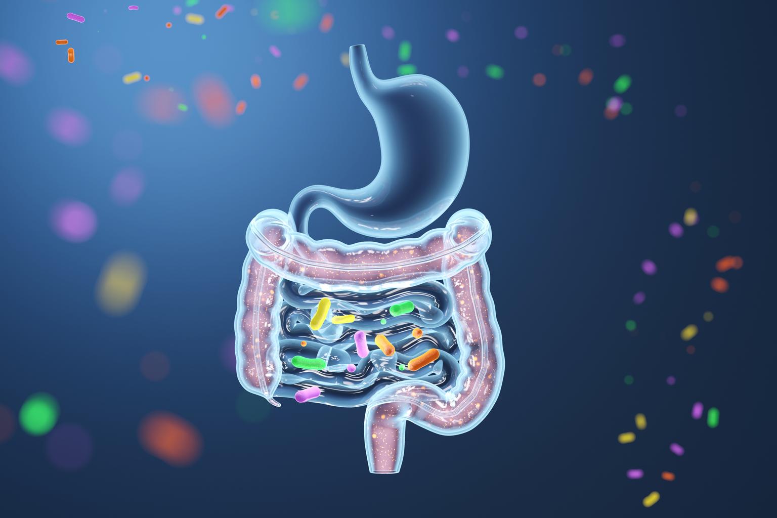 G&eacute;lules de probiotiques 
